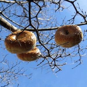 Bagels ready for harvest