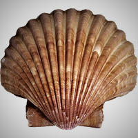 scallop-shell